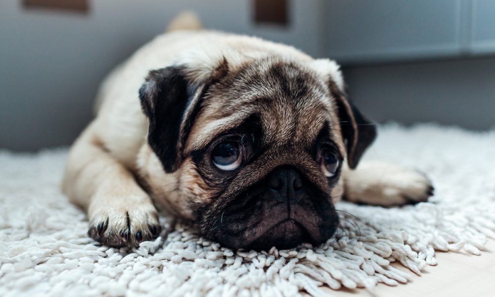 How to Clean Pet Odor from Carpet